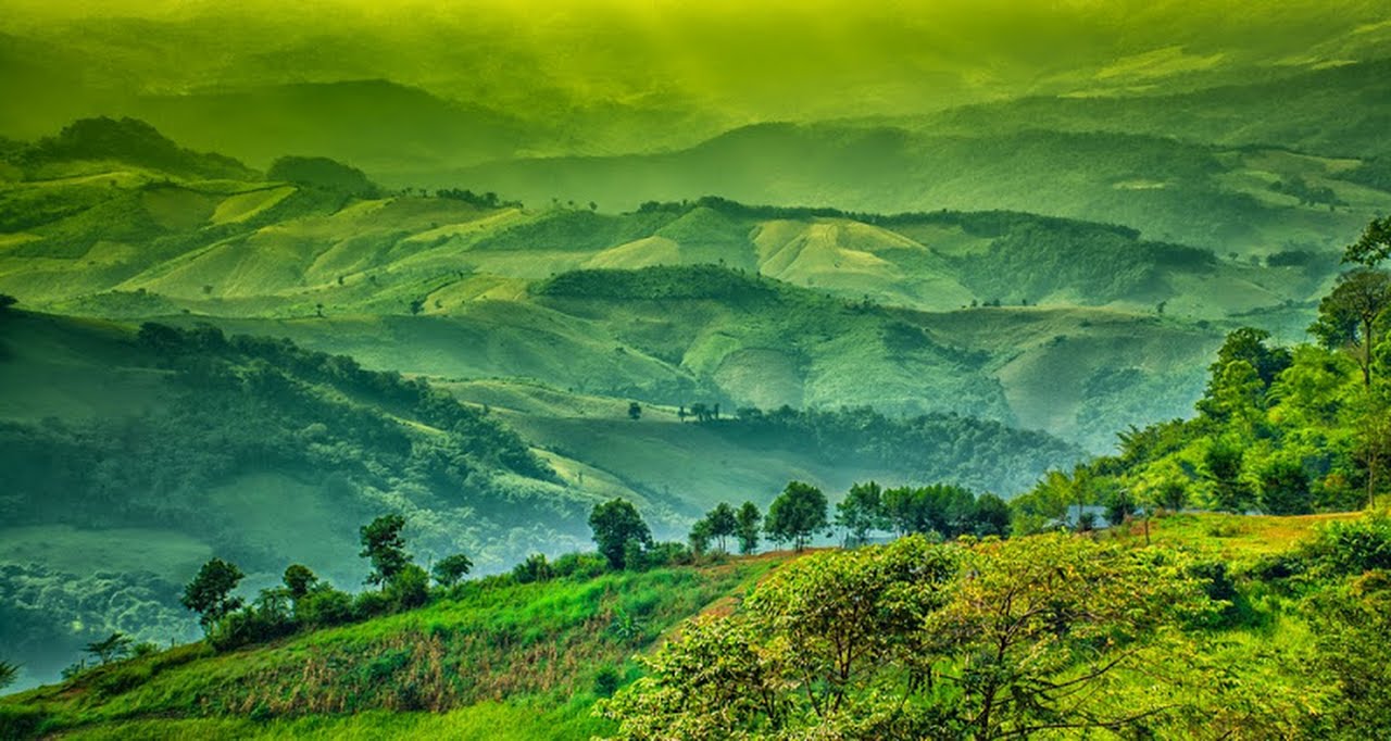 A close up of a lush green hillside

Description automatically generated