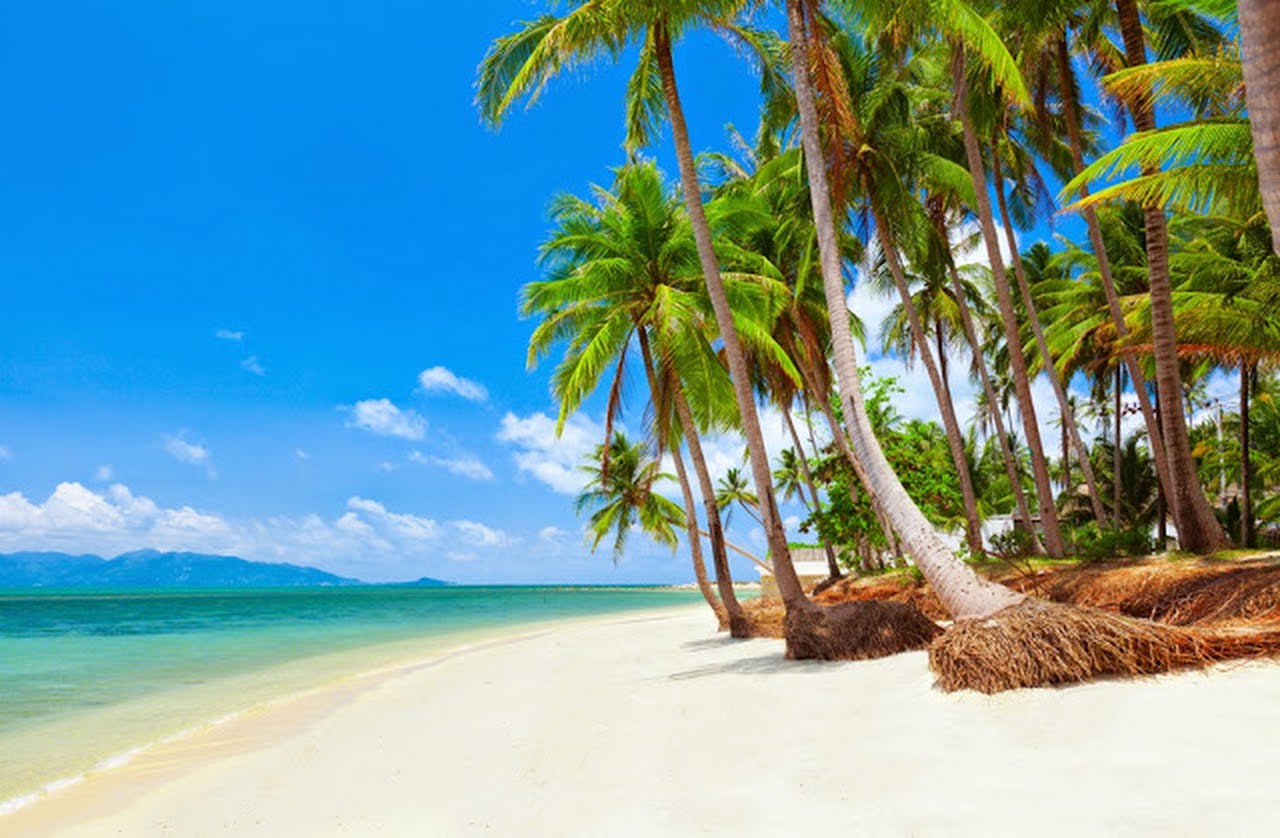 A beach with palm trees and a body of water

Description automatically generated